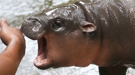 HIPPO Results.